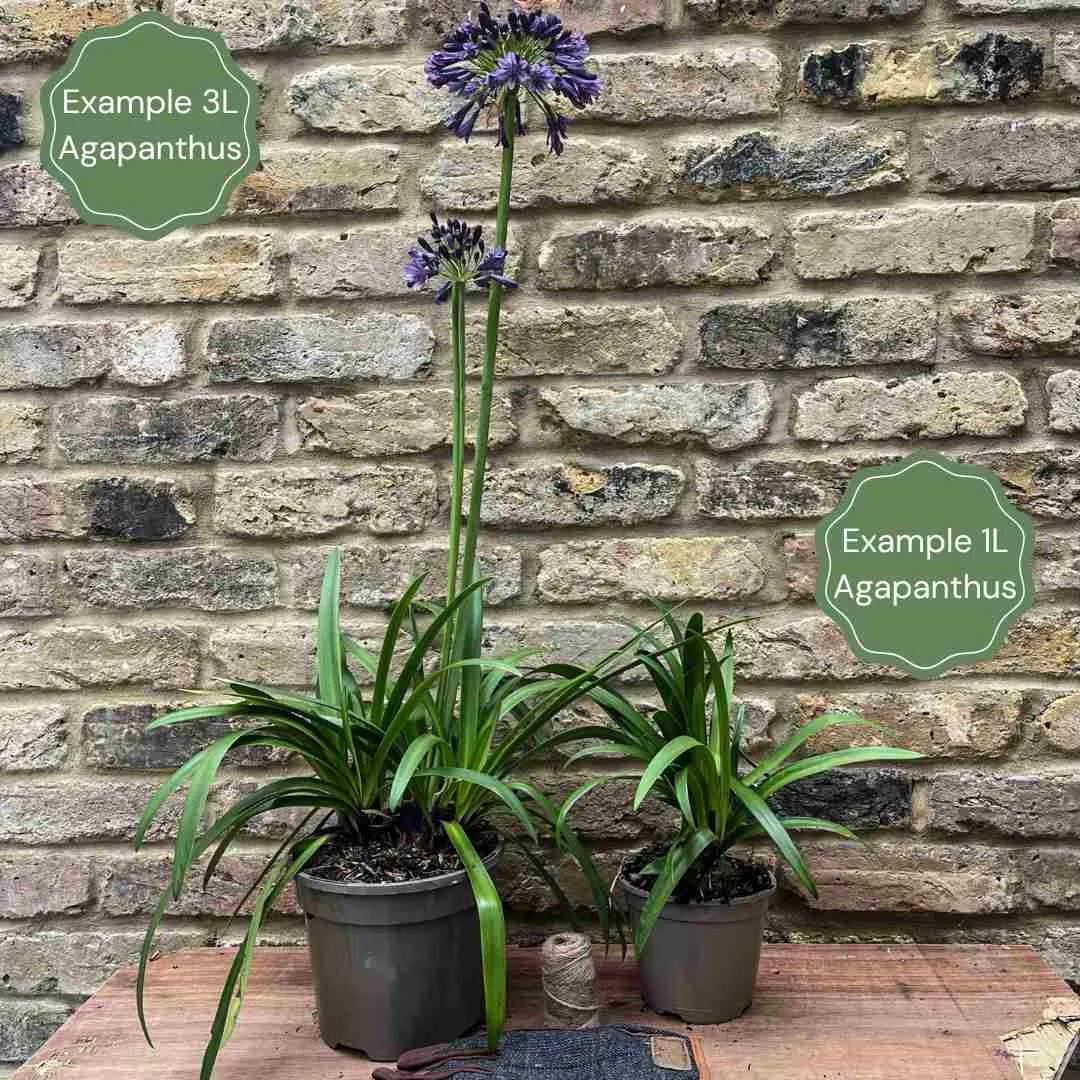 Agapanthus 'Navy Blue' | 7.5L