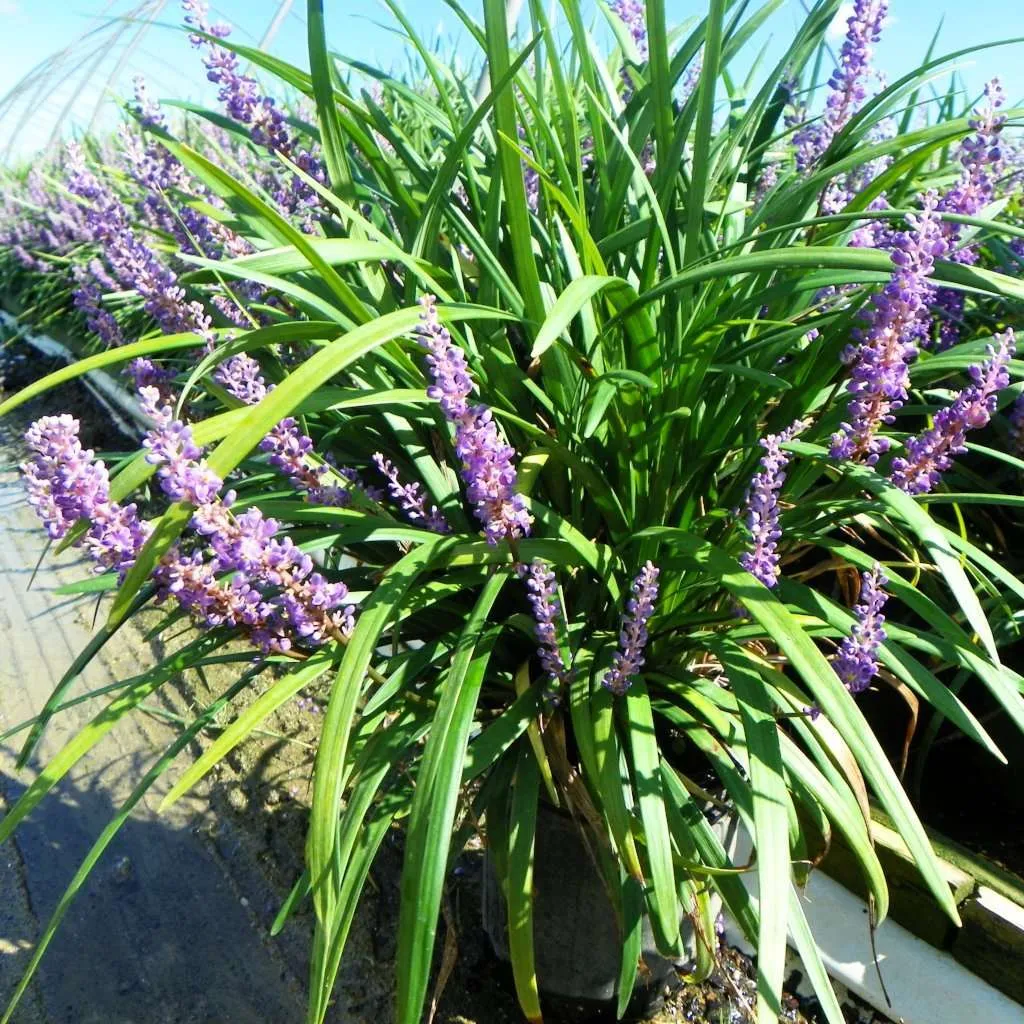 Big Blue Lily turf - Liriope muscari 'Big Blue'
