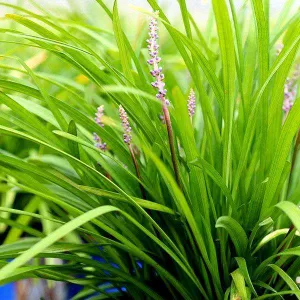 Big Blue Lily turf - Liriope muscari 'Big Blue'