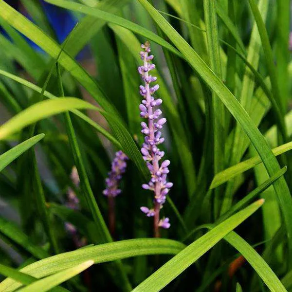 Big Blue Lily turf - Liriope muscari 'Big Blue'