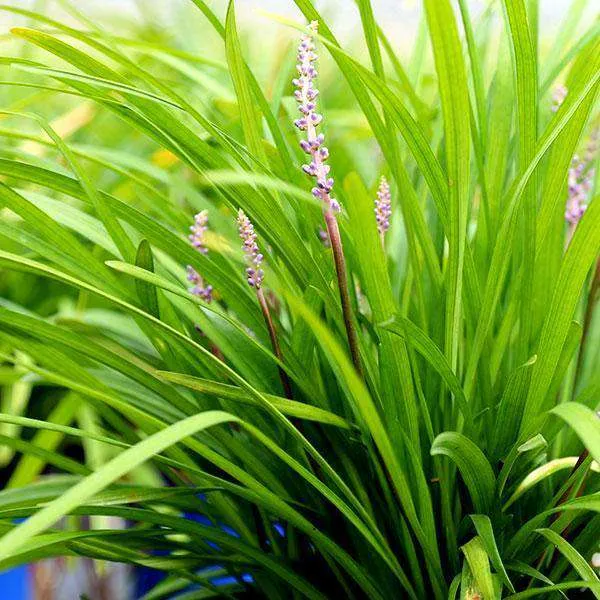 Big Blue Lily turf - Liriope muscari 'Big Blue'