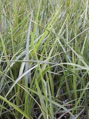 Dracaena - Traditional Green Spike