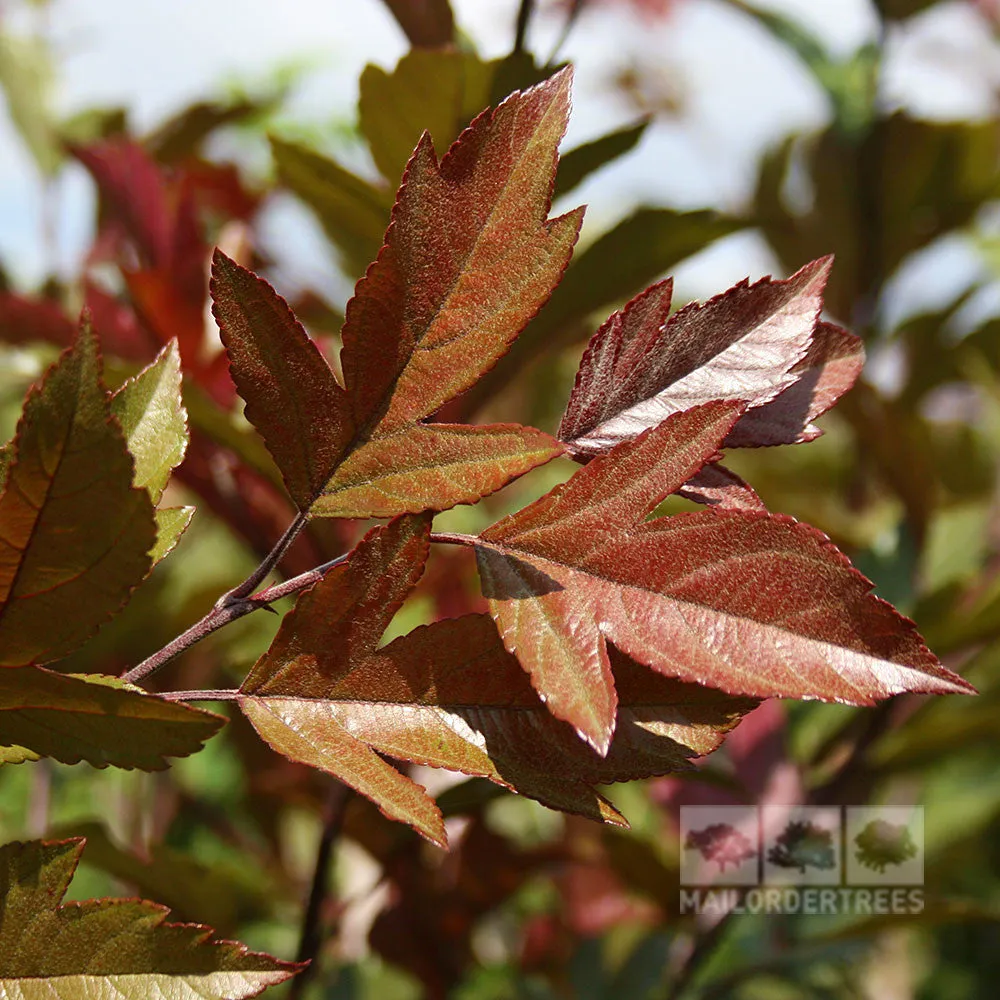Malus Direktor Moerland - Improved Profusion Crab Apple