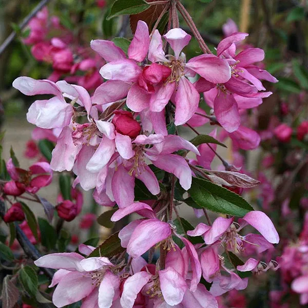 Malus Direktor Moerland - Improved Profusion Crab Apple
